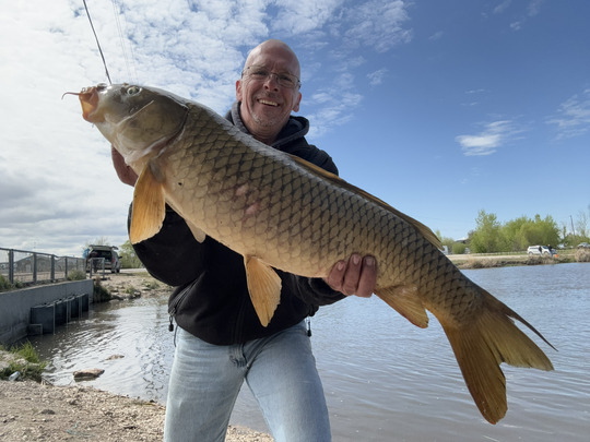 Common Carp