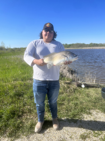 Freshwater Drum