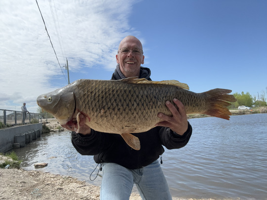 Common Carp
