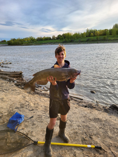 Channel Catfish