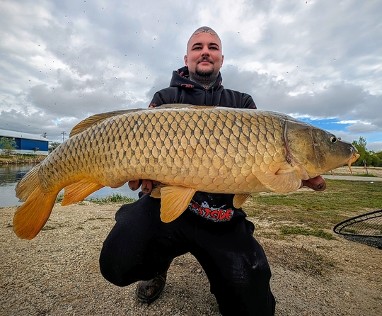 Common Carp