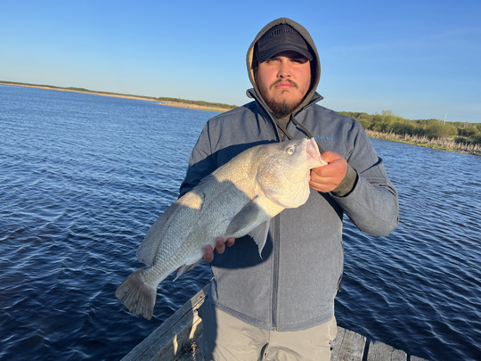 Freshwater Drum