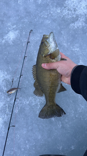 Smallmouth Bass