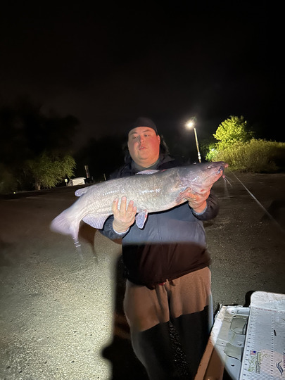 Channel Catfish