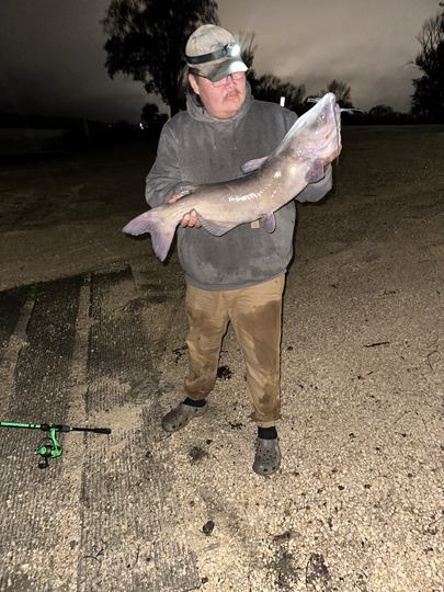 Channel Catfish