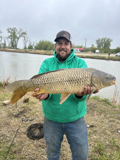 Common Carp