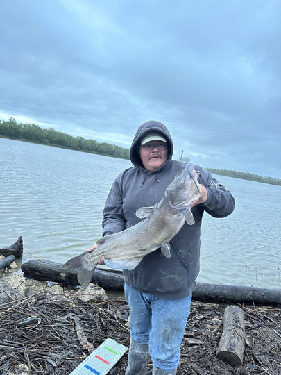 Channel Catfish