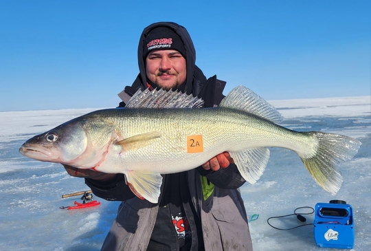 Walleye