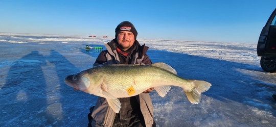 Walleye