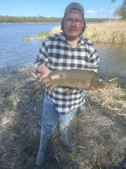 Common Carp