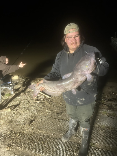 Channel Catfish