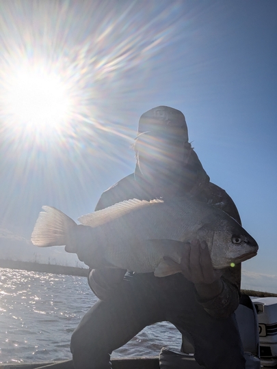 Freshwater Drum