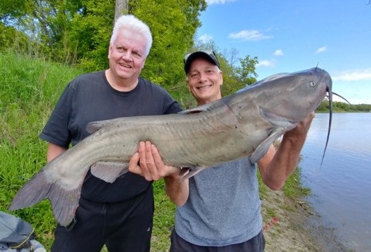 Channel Catfish