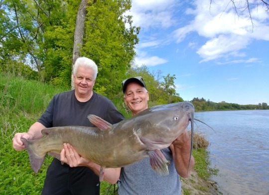 Channel Catfish