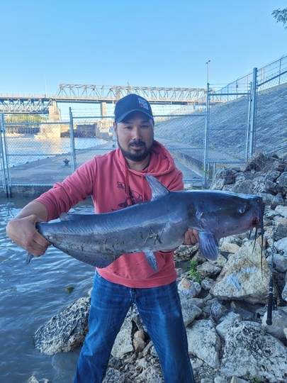 Channel Catfish