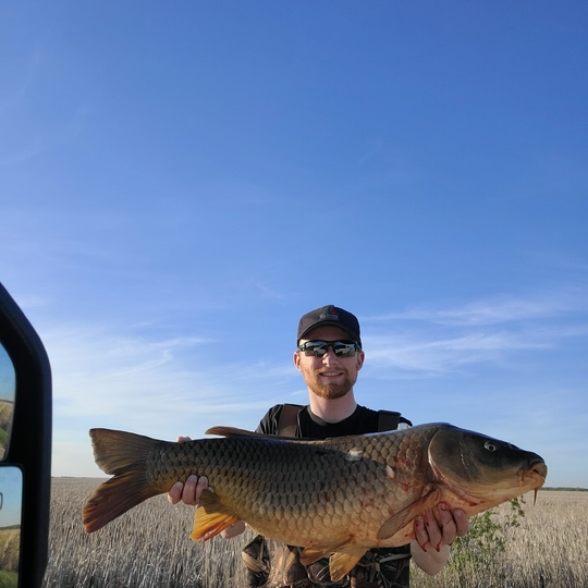 Common Carp