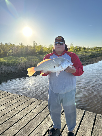 Freshwater Drum