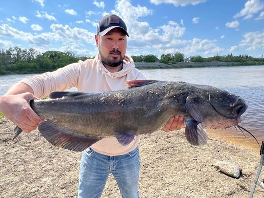 Channel Catfish