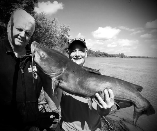 Channel Catfish