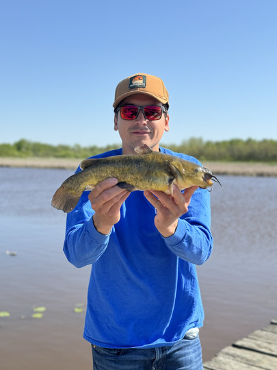 Bullhead