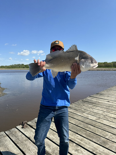 Freshwater Drum
