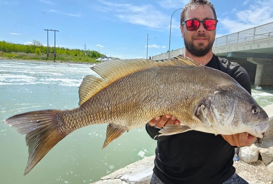 Freshwater Drum
