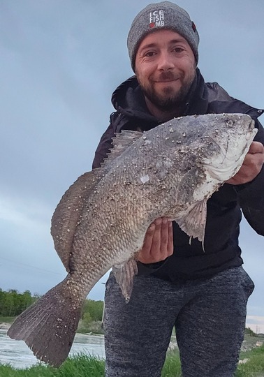 Freshwater Drum