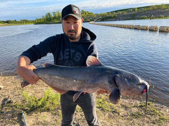 Channel Catfish