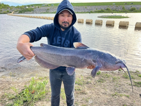 Channel Catfish