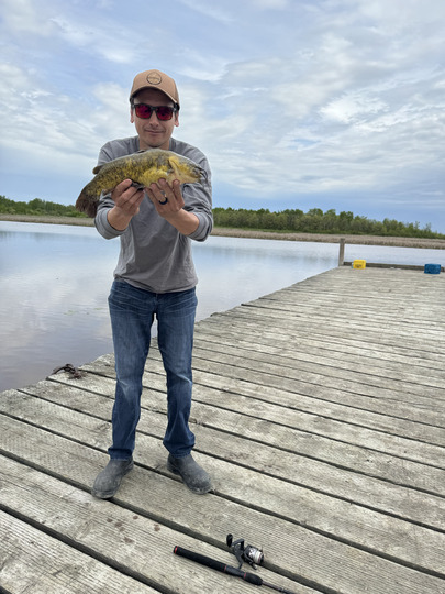 Bullhead