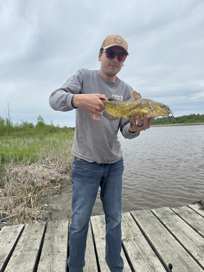 Bullhead