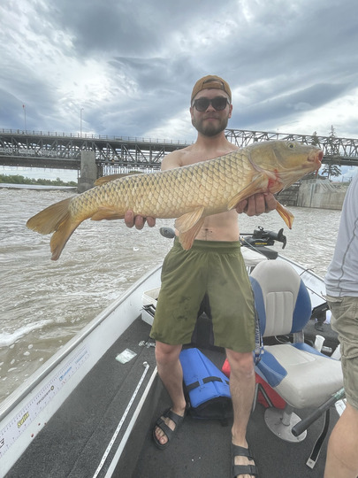 Common Carp