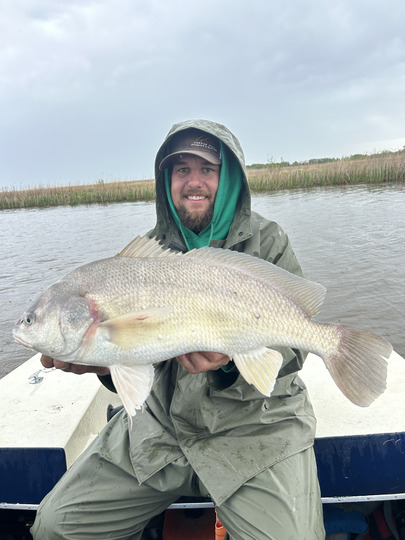 Freshwater Drum