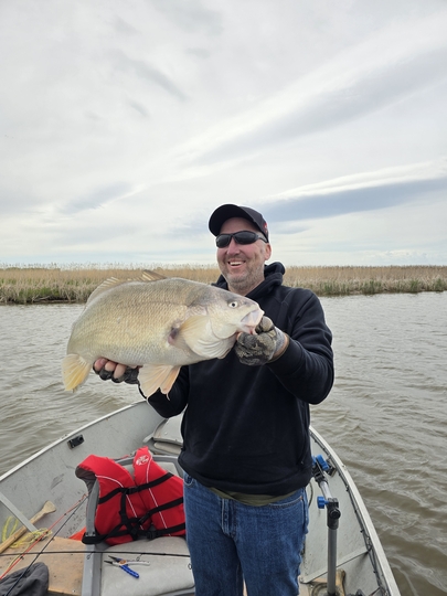 Freshwater Drum