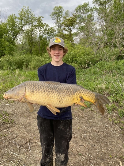 Common Carp