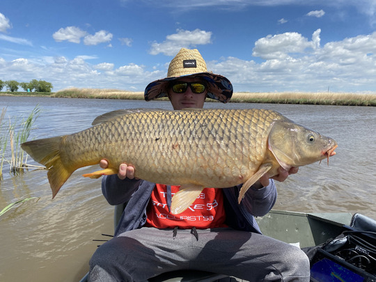 Common Carp
