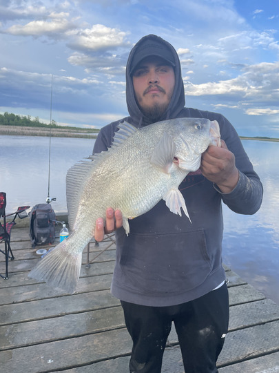 Freshwater Drum