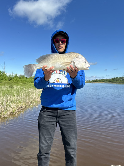 Freshwater Drum
