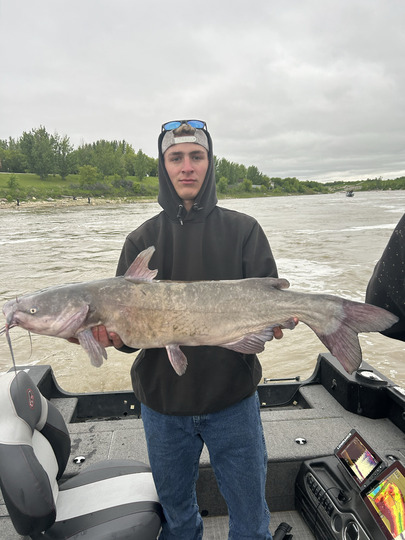 Channel Catfish