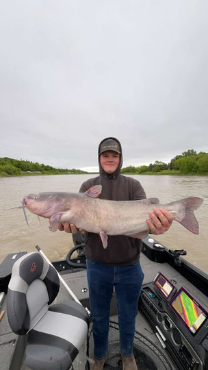 Channel Catfish