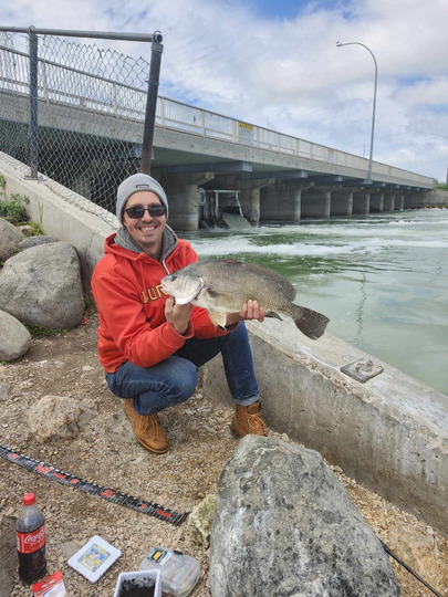 Freshwater Drum