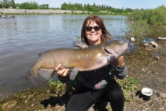 Channel Catfish