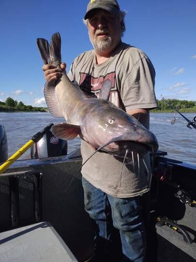 Channel Catfish