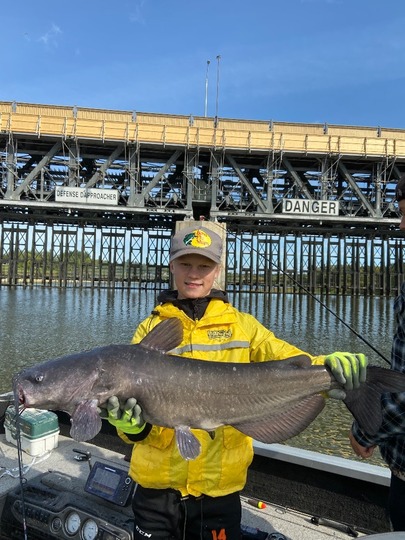 Channel Catfish