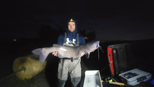 Channel Catfish