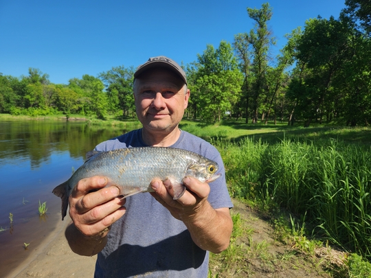 Goldeye