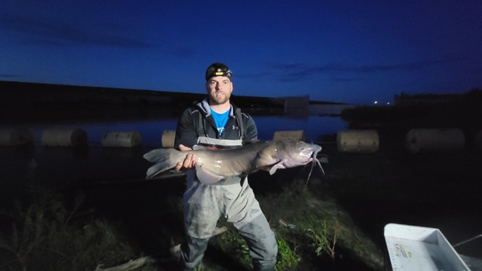 Channel Catfish