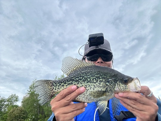 Black Crappie