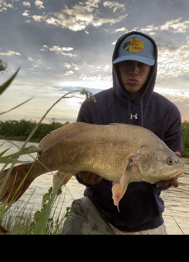 Freshwater Drum