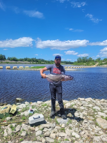 Channel Catfish